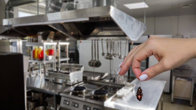 Hand holding cockroach in restaurant kitchen