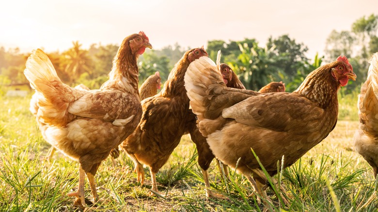 Pasture-raised chickens