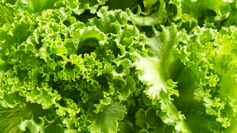 Green romaine lettuce in a clump.