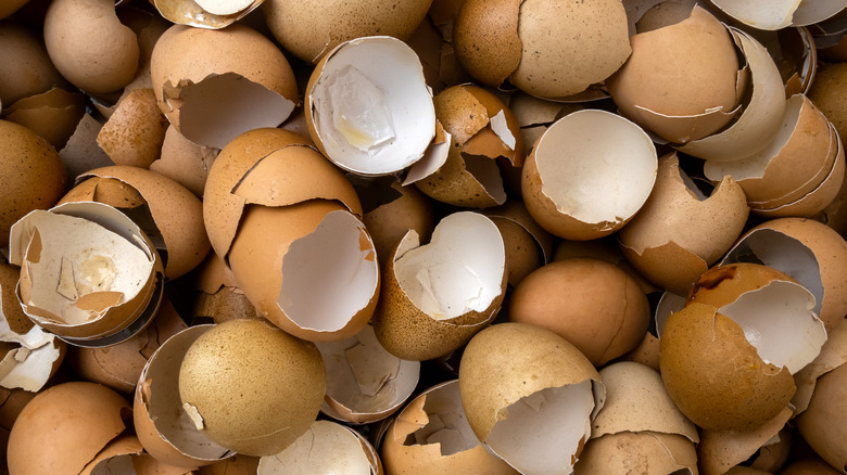 egg shells