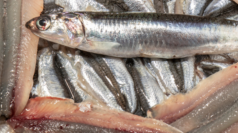 Black Sea anchovies, raw, picked, cleaned, and steamed