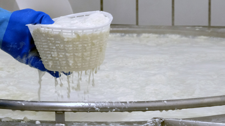 ricotta draining in a plastic basket over a vat of curds