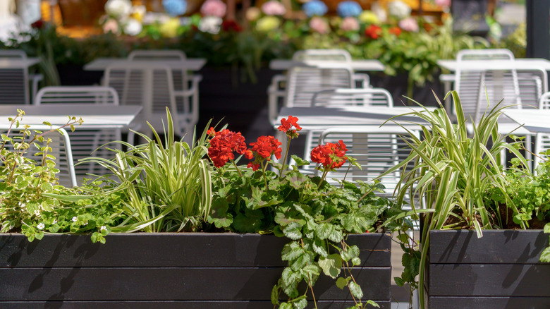 Restaurant with plants outside on patio area.
