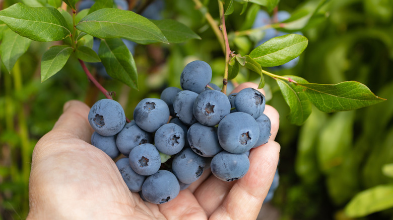 Hands holding blueberries on a bush