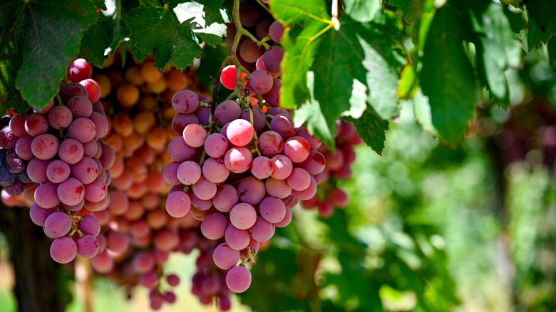 Red grapes hanging from vines