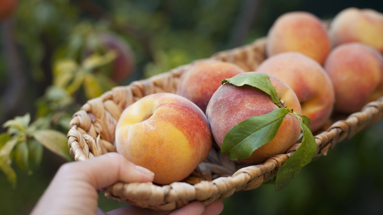 Fresh peaches in a basket