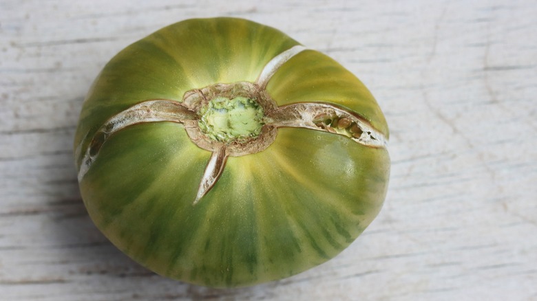 Green tomato with several cracks in the skin