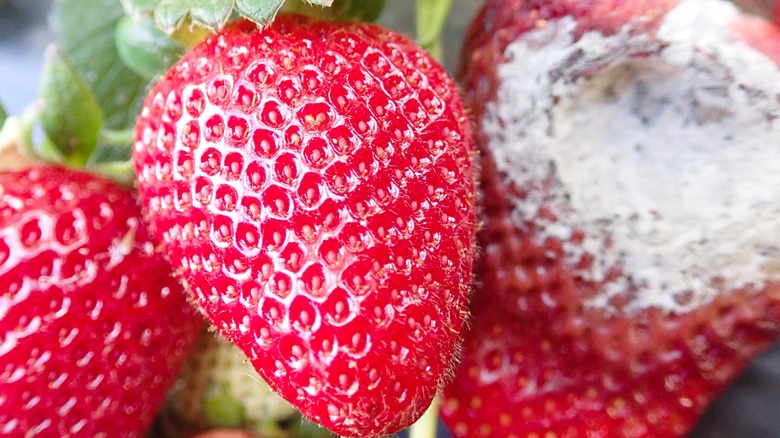 Moldy strawberries mixed with fresh ones