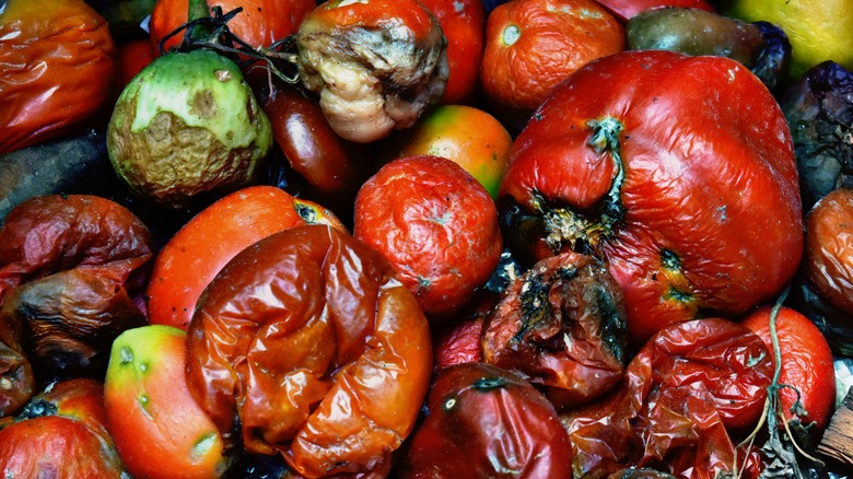 Pile of mushy, rotten tomatoes