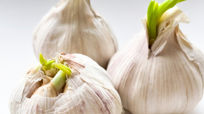 Heads of garlic that are starting to sprout