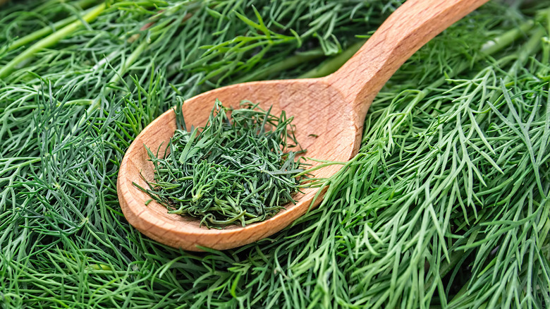 fresh dill weed
