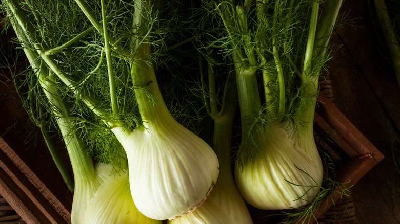 fennel bulb