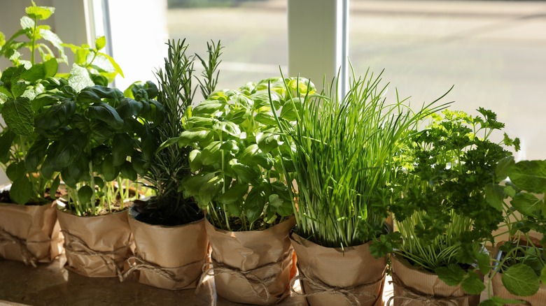 fresh potted herbs