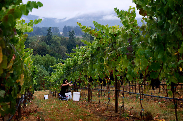 13 Things To Know About The 2013 Wine Harvest Around The World