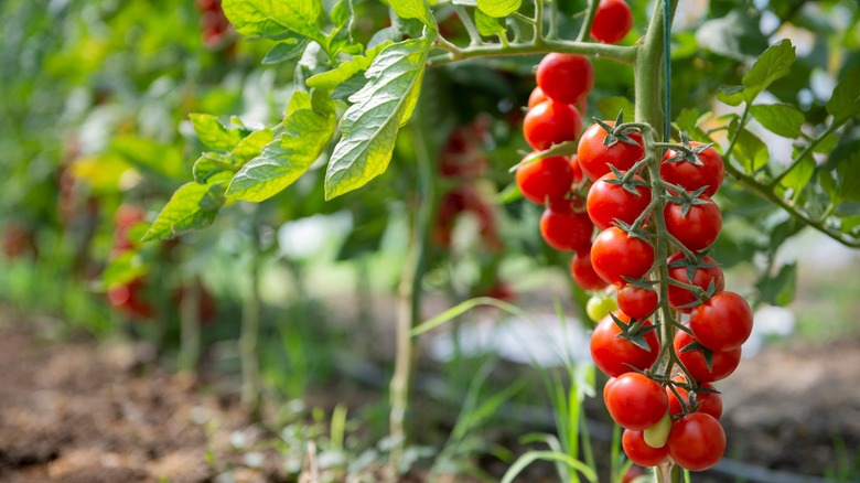 grape tomatoes on the vine