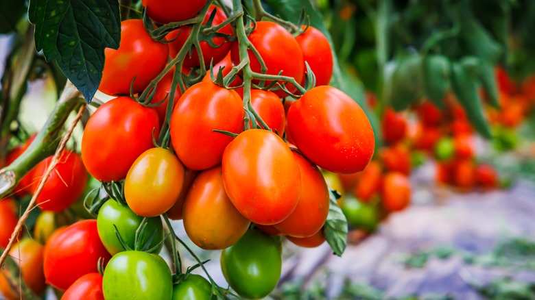 red and green tomatoes on the vine
