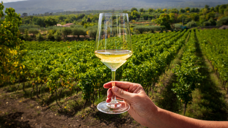 glass of white wine being held in front of vineyard