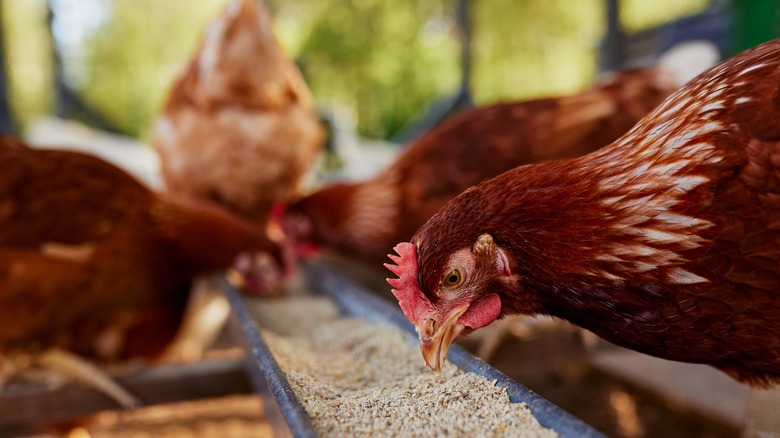 hens eating feed from trough