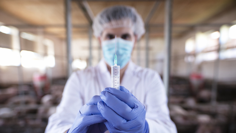 livestock veterinarian holding syringe