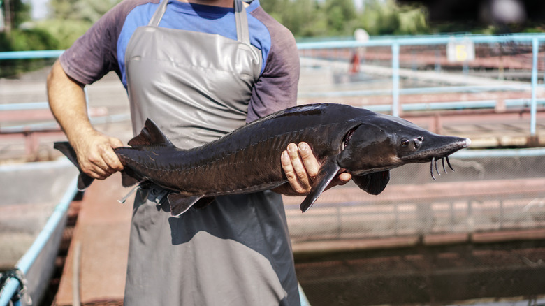 man holding sturgeon fish