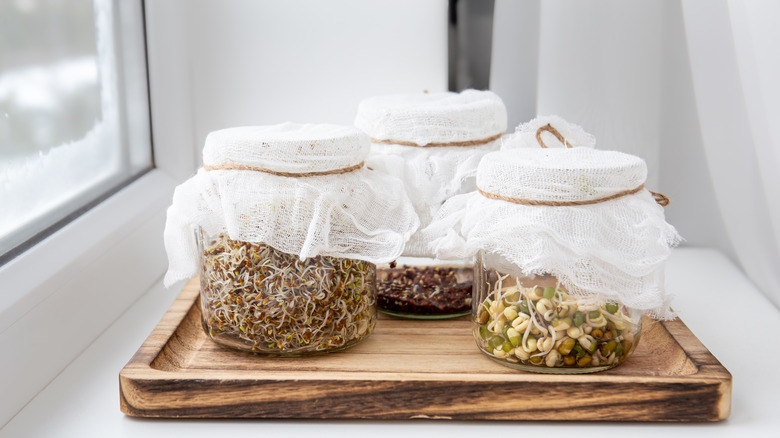 Seed sprouts in glass jars