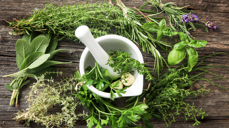 Various fresh green herbs