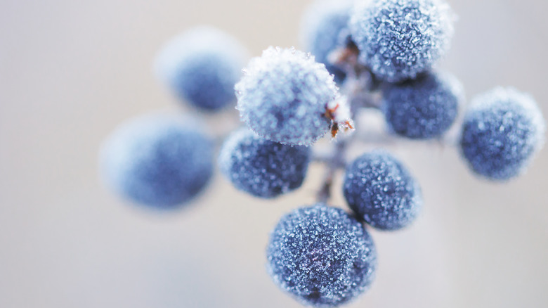 frozen wild berries