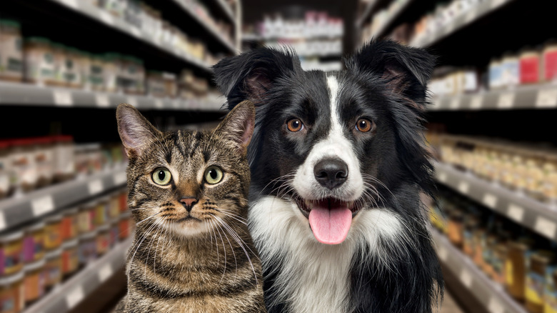 Cat and dog in canned food aisle