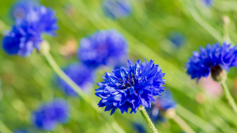 Bright blue cornflowers in a field