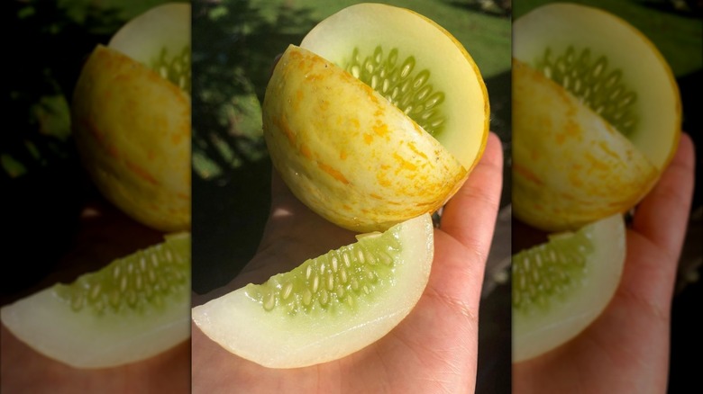 A slice has been taken out of a lemon cucumber