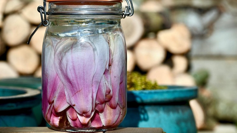 A jar of pickled magnolia blossoms