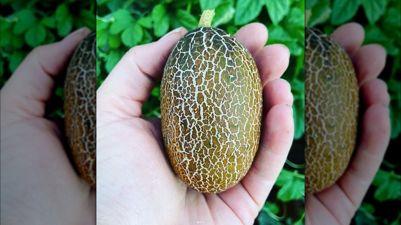 A squat, Sikkim cucumber held in someone's hand