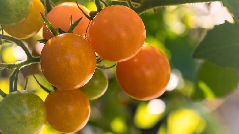 Sungold cherry tomatoes still on the vine