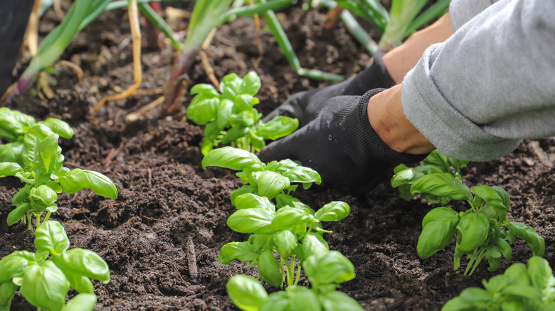 A gardener planting basil in a garden.