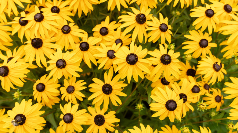 A blooming patch of black-eyed Susans.
