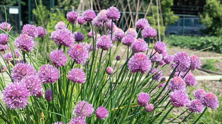 Chives in full bloom with purple flowers.
