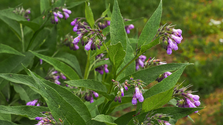 A comfrey bush blooming with purple flowers.