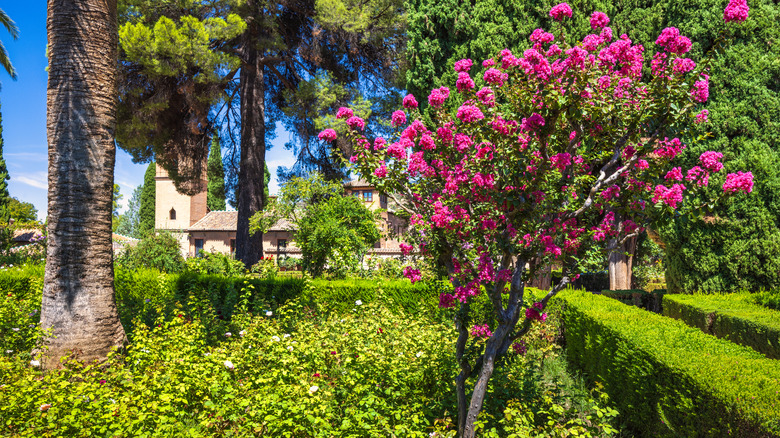 A crape myrtle tree growing in a garden.