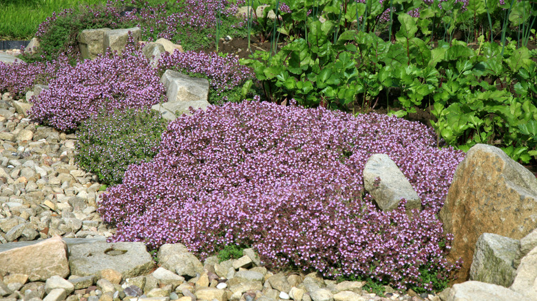 Creeping thyme growing over rocks.