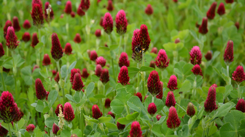 Crimson clover blooming in a field.