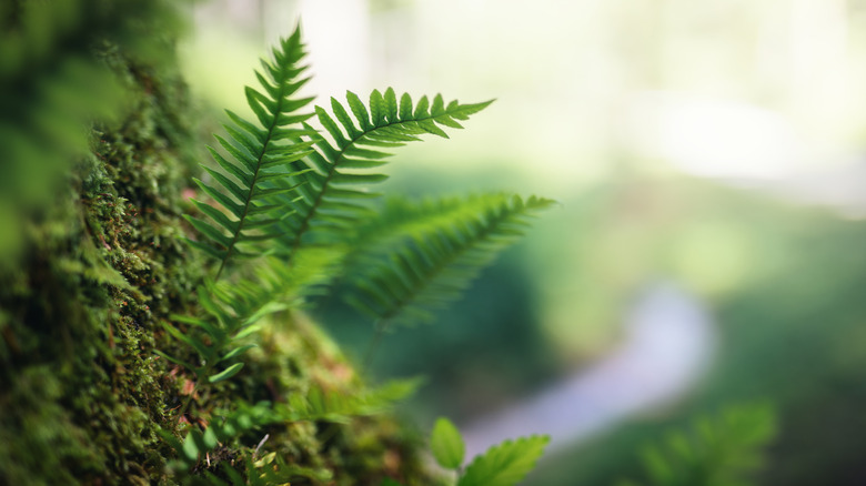 Ferns growing from the base of a tree.