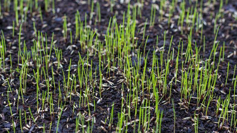 Grass growing in dark soil.