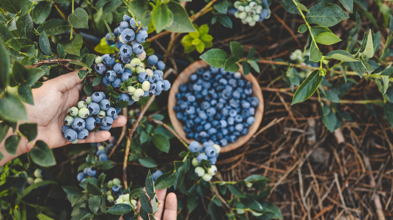 Person picking blueberries from a bush