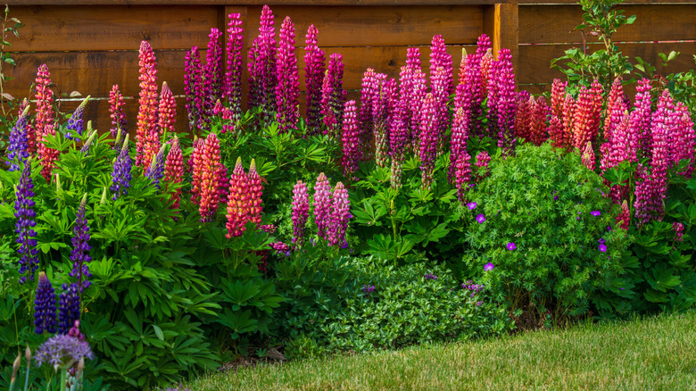 Lupine flowers blooming in a yard.