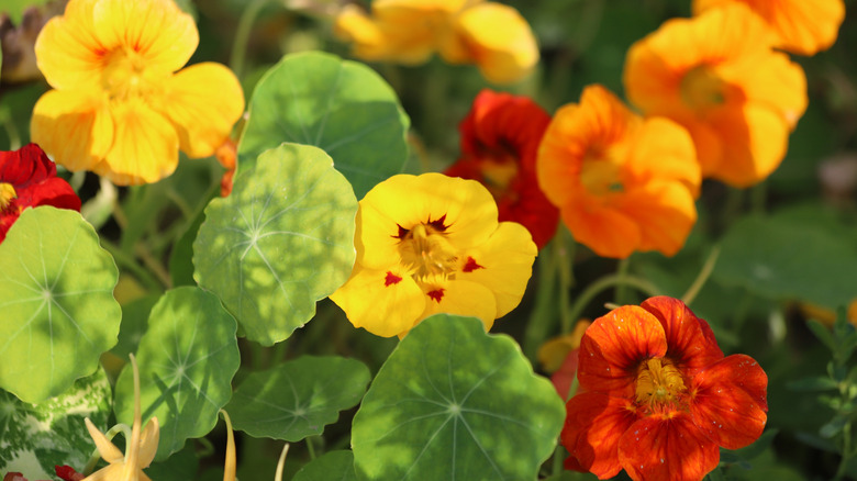 Multi-colored nasturtium flowers.