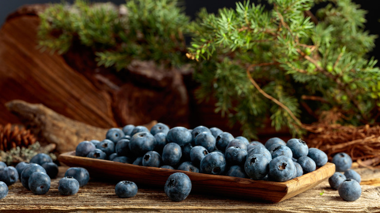 A small basket overflows with blueberries, with pine boughs behind it.