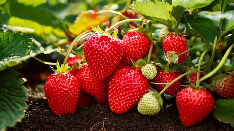 Strawberries growing close to the ground.