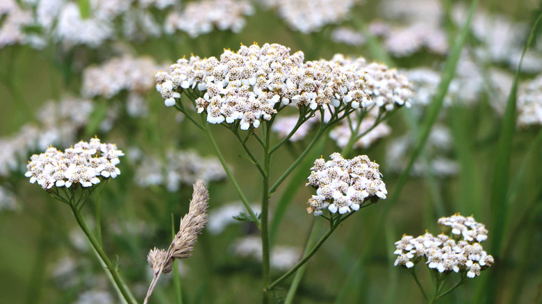 Blooming white yarrow flowers.