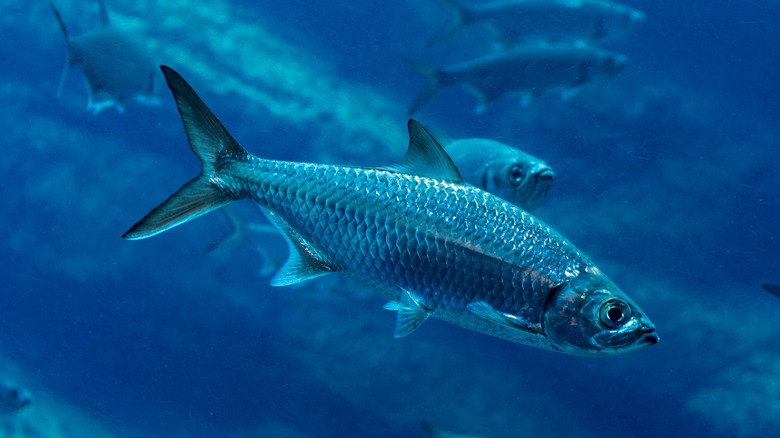 sardines swimming in water