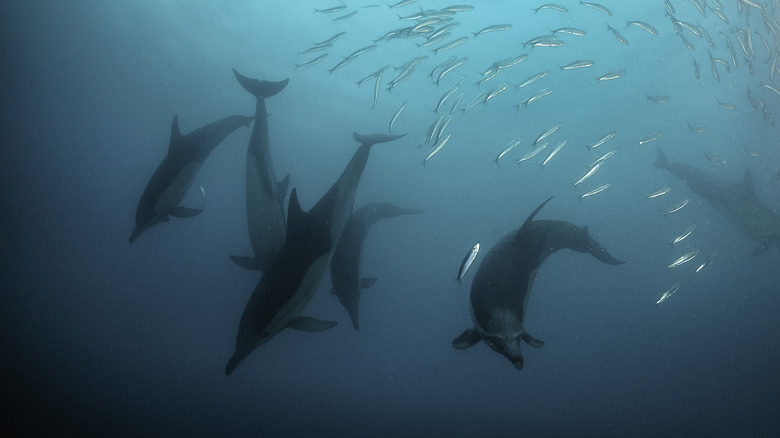 dolphins attacking sardines